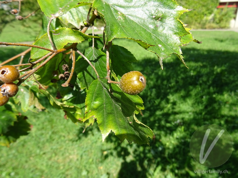 Elsbeerbaum: Übersicht